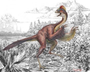 Newly identified dinosaur: A chicken from hell Image: An illustration of Anzu wyliei by Mark Klingler / Carnegie Museum of Natural History